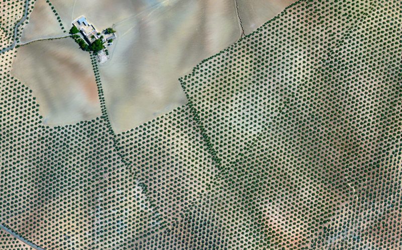Nuotraukos iš kosmoso. Alyvmedžių plantacija Kordoboje