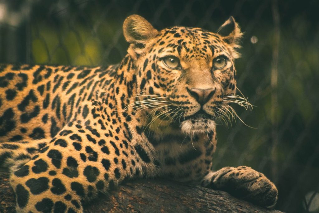 Leopardas