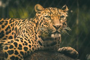 Leopardas