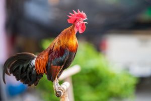 Sausio 6: gaidys Vasario 4