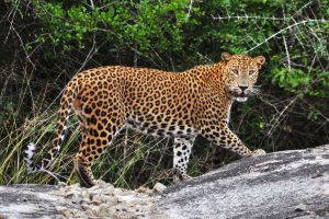 Vasario 1 - leopardas