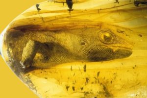 Unikalus paleontologinis radinys: gekonas gintare