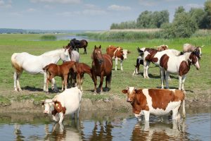 Jurginės žymėjo pavasario pradžią, pirmąjį gyvulių išginimą į ganyklas, žemės pabudimą po žiemos. Visos šios funkcijos priklausė Dievui, kuris atgaivindavo žemę ir jai suteikdavo gyvybingumą.