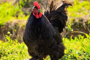 Žemėpatis - juodas gaidys aukai