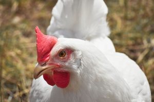 Kelio dievas ir aukojimo ritualai